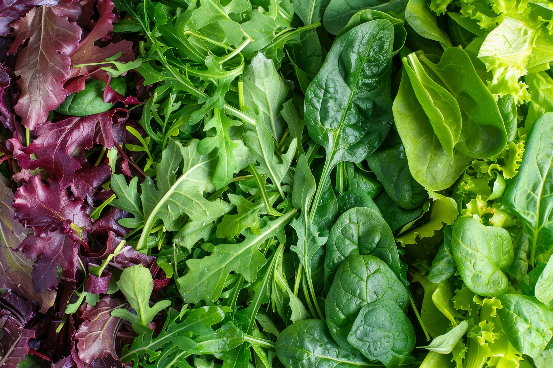 Leafy Vegetables, Salad Greens & Herbs