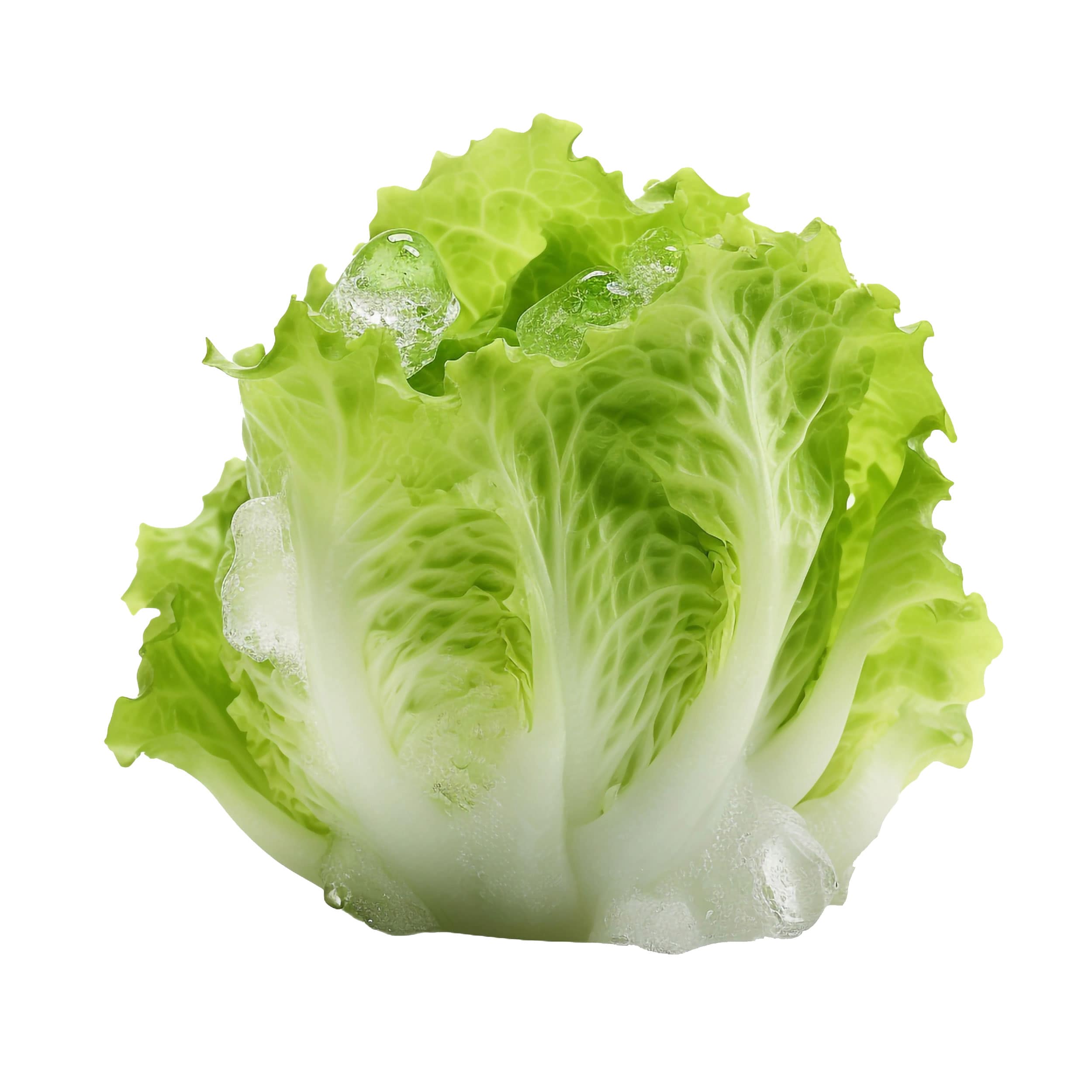 Iceberg Lettuce