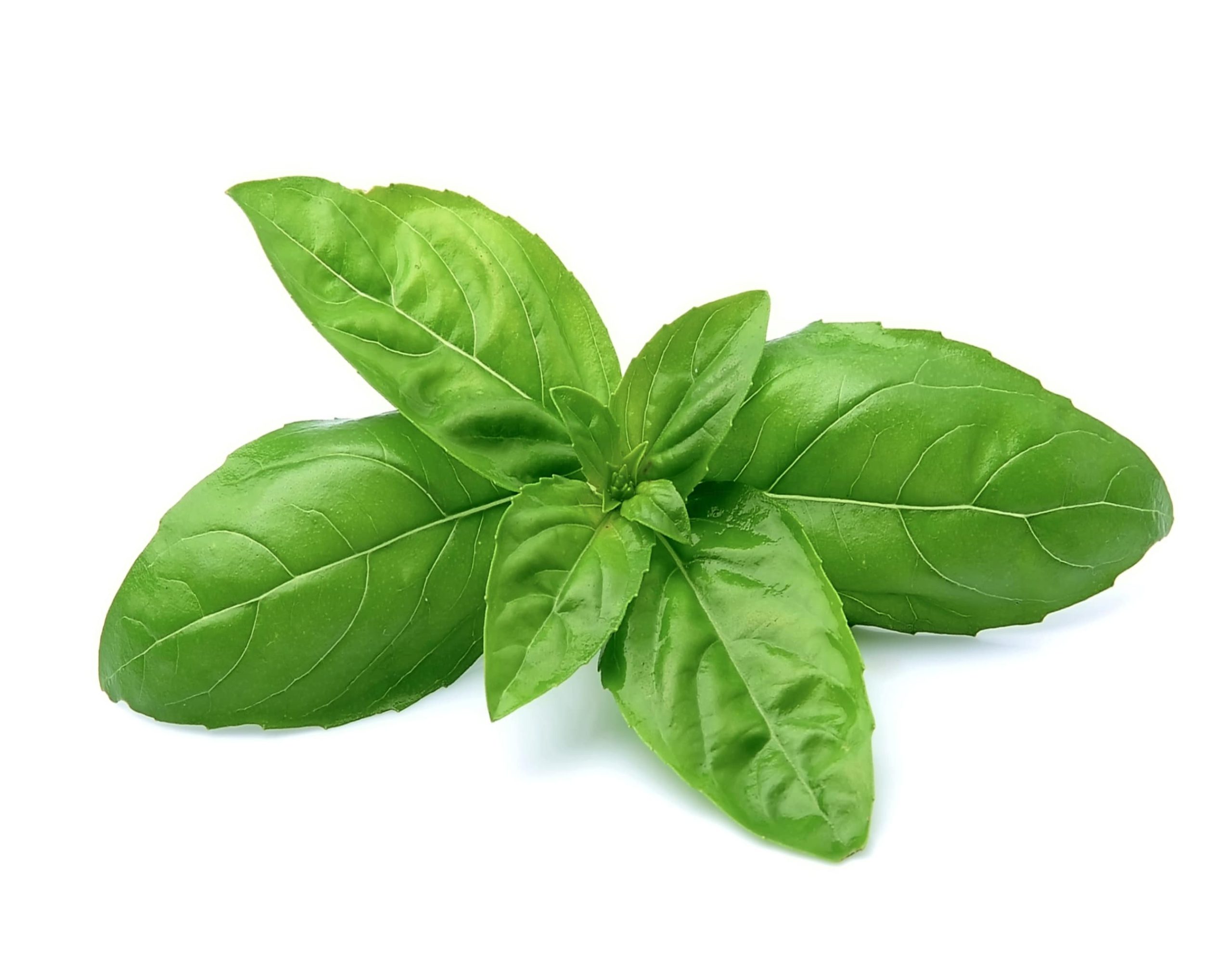 Basil