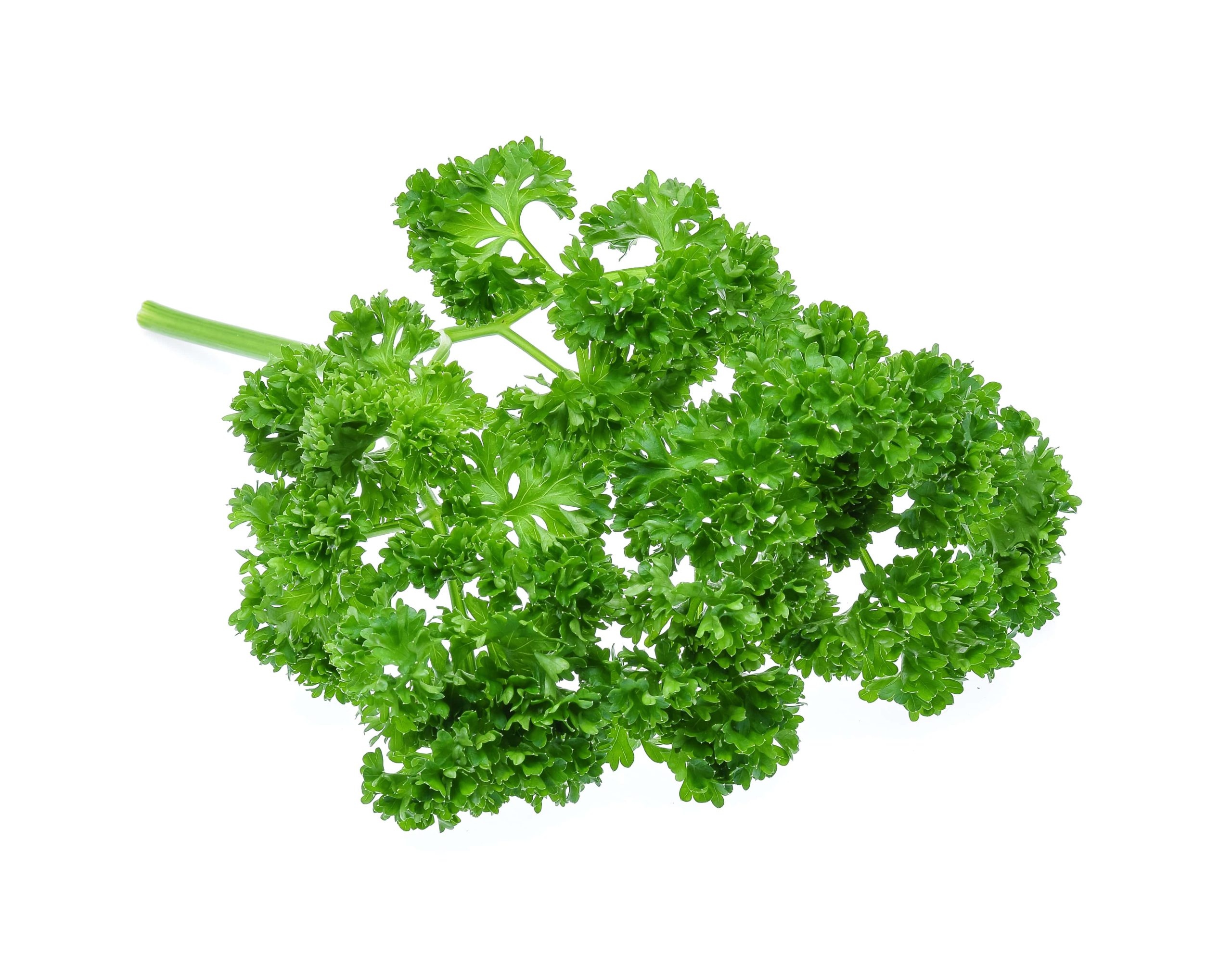 Curly Parsley