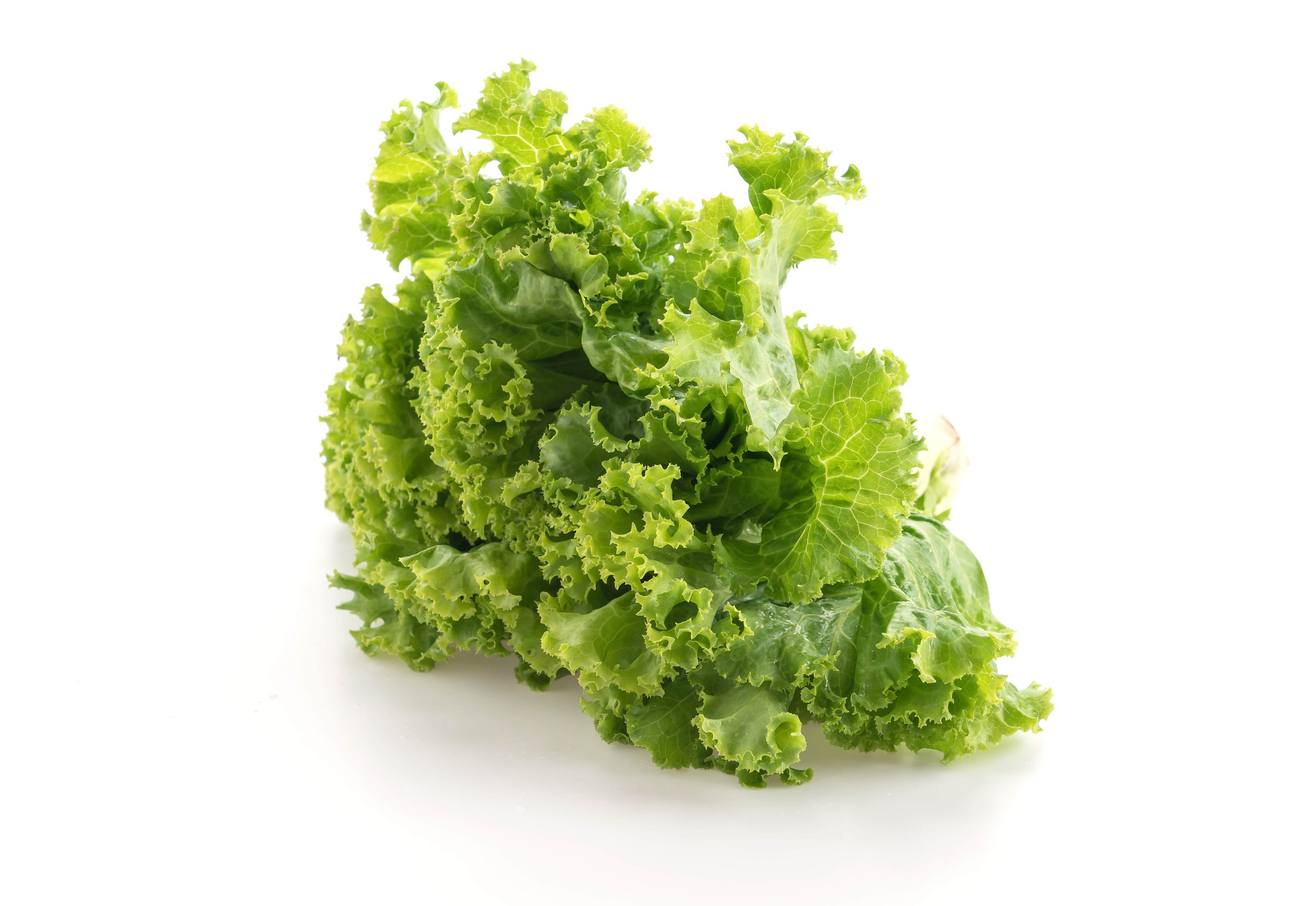 Flat Leaf Lettuce